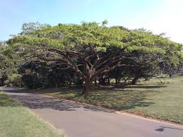 Image result for Albizia adianthifolia × gummifera