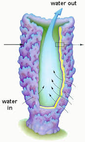 Biology Phylum Porifera Askiitians