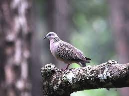 Burung Derkuku Beautiful Birds Animals And Pets Animals