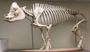 Object Of The Week Domestic Pig Skeleton When Archaeologists Identify Bones From An Excavation Its Easier When The Bones Are Not Ar Domestic Pig Skeleton Pig