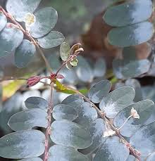 Image result for Phyllanthus nyikae