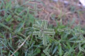 Image result for Dactyloctenium geminatum