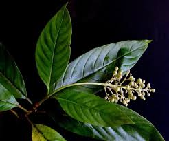 Image result for Bertiera