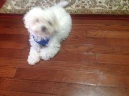 Photo of a fuzzy corgi puppy looking at the camera outside. Poochon Puppy For Sale In Richmond Va Adn 35806 On Puppyfinder Com Gender Male Age 4 Months Old Poochon Puppies Puppies For Sale Puppies