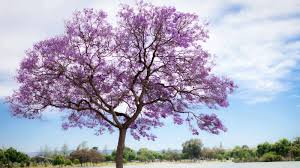 Image result for Jacaranda mimosifolia