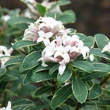 The one thing all daphnes need is good drainage. Daphne X Transatlantica Summer Ice Yougarden