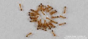 The sweetness of the sugar draws the ants to this mixture, but the toxicity of the borax is the killer ingredient. Pharaoh Ants How To Get Rid Of Pharaoh Ants Epestsupply Articles