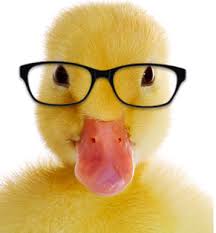 Movie Quotes Small Business Tips From A Duck Clever Animals Animals Cute Animals