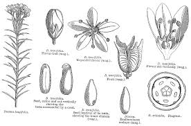 Image result for Toddalia crenulata