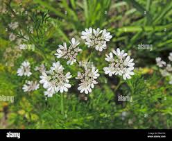 Image result for Coriandrum