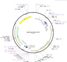 The creer t2 mouse was developed by artemis pharmaceuticals (now taconic). Addgene Pme Gal4 Ert2 Vp16