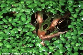 See further detail related to it here. What Is Duck Weed Quora