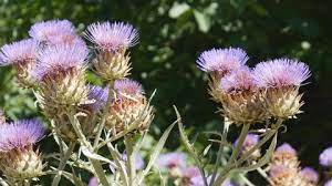 Artichoke Thistle Flower Bowl Best Flower Wallpaper