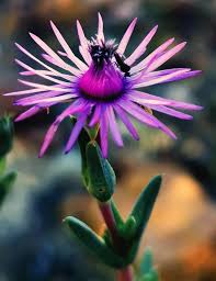 Image result for Deinbollia sp. A