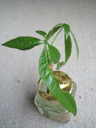 パキラ 葉 変形