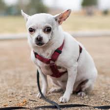 BOOK] The Dogist: Humans of New York for Dogs