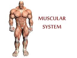 Smooth muscle controls involuntary, e.g. Ppt Muscular System Powerpoint Presentation Free Download Id 2761588