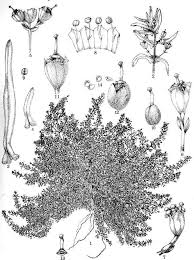 Image result for Tricliceras lanceolatum