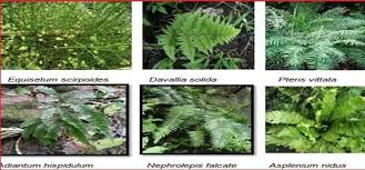 Untuk nama ilmiah atau nama latin bagi tumbuhan diatur oleh kode internasional tata nama tumbuhan (international code of botanical bagi kalian yang ingin mengetahui nama latin tumbuhan seperti, nama latin bunga, nama latin buah dll kalian bisa mengunjungi link berikut. 500 Daftar Nama Latin Tumbuhan Tanaman Lengkap Jurnalfakta Com