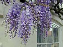 Here are 10 of the best easy to grow climbing plants with beautiful flowers to brighten up your yard. Best Climbing Plants For Full Sun And Sunny Places Gardenseeker Co Uk