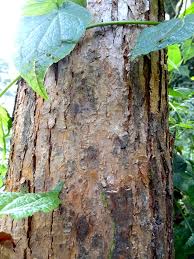 Image result for Hagenia abyssinica