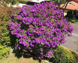 Browse our wide selection of beautiful accent trees, flowering shrubs, perennials & more. Tibouchina Lepidota Alstonville Gardensonline