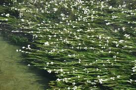 Image result for Ottelia