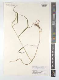 Image result for Thunbergianthus ruwenzoriensis