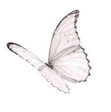 Butterfly Png Tublr Aesthetic White Butterflies Fly Jpg Overlay Texture Overlays Textures Freetoedit Minimalist Icons Png Icons Ios Icon