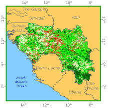 Image result for Isoberlinia doka