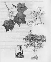 Image result for Sterculia quinqueloba