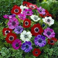 Image result for Anemone transvaalensis