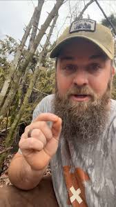 If you look at survey records 200 years ago surveys referred to these as  Privey thickets! #nativehabitatproject #nativeplants #privet #shrubs  #thickets