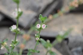 Image result for Elatinaceae