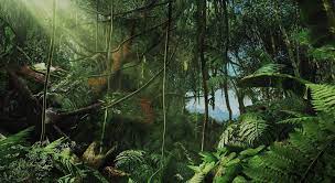 Image Result For Jungle Far Cry 3 Jungle Wallpaper Jungle Scene