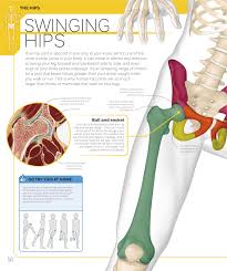 Even though it's nearly impossible for most artists to read an anatomy book sequentially from The Skeleton Book Get To Know Your Bones Inside Out Dk Pages 51 76 Flip Pdf Download Fliphtml5