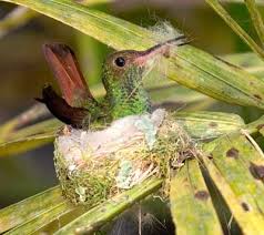 Small Bird With Hair On Head Hummingbird Nest Bird Photography Birds Bird Nest Craft