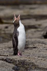 Sari Gozlu Penguen Yellow Eyed Penguin Penguen Sari