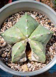 Image result for Biophytum crassipes