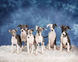 Our akc registered italian greyhound puppies are raised underfoot in our home, paper trained, and socialized. Available Ig Puppies