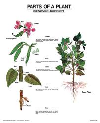 Parts Of A Plant Wall Chart Unmounted Amazon Com