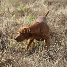 The fox red labrador doesn't come without their share of controversy. Our Males Fox Red Pointing Lab Puppies For Sale Iowa Red Labs Wellman Iowa