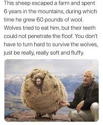 Meme S Quotes Memes Its Memes Laughing Memes Memes Quotes Funnie Memes I Meme Truthful Memes Happy Funny Animal Memes Cute Funny Animals Funny Animals