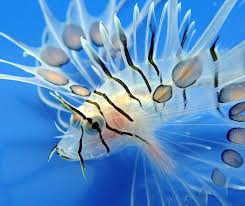 Image result for lionfish