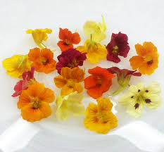 Image result for Nasturtium