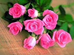 Roses are the symbol of love and romance! The Rose Of Liebe Rosen Hintergrund 13966614 Fanpop