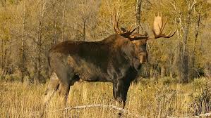 Moose are native to wisconsin and are found at lower numbers than they were historically. A Guide To Hunting Moose Meateater Hunting