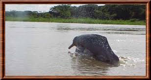 Fait le dauphin en amazonie. Dauphin D Amazonie Inia Geoffrensis
