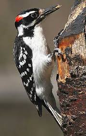 Brown Bird With Red Patch On Back Of Head Google Image Result For Http Hostedmedia Reimanpub Com Bnb Images Bdb Hairywoodpecker Fboxv Jpg Woodpecker Birds Beautiful Birds