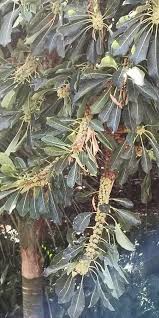 Image result for Ficus persicifolia